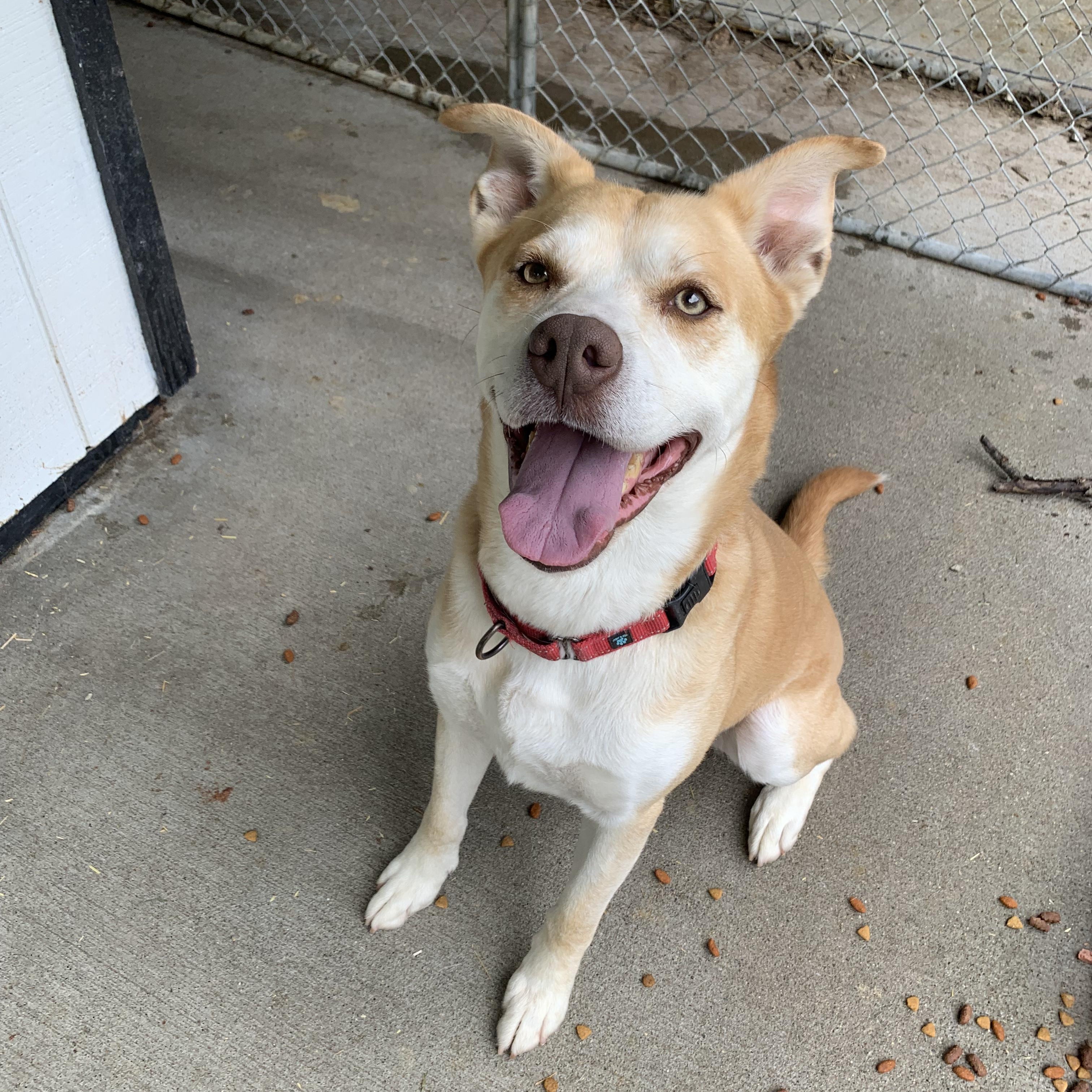 Django, Adoptable, Senior Male Husky & Mixed Breed.