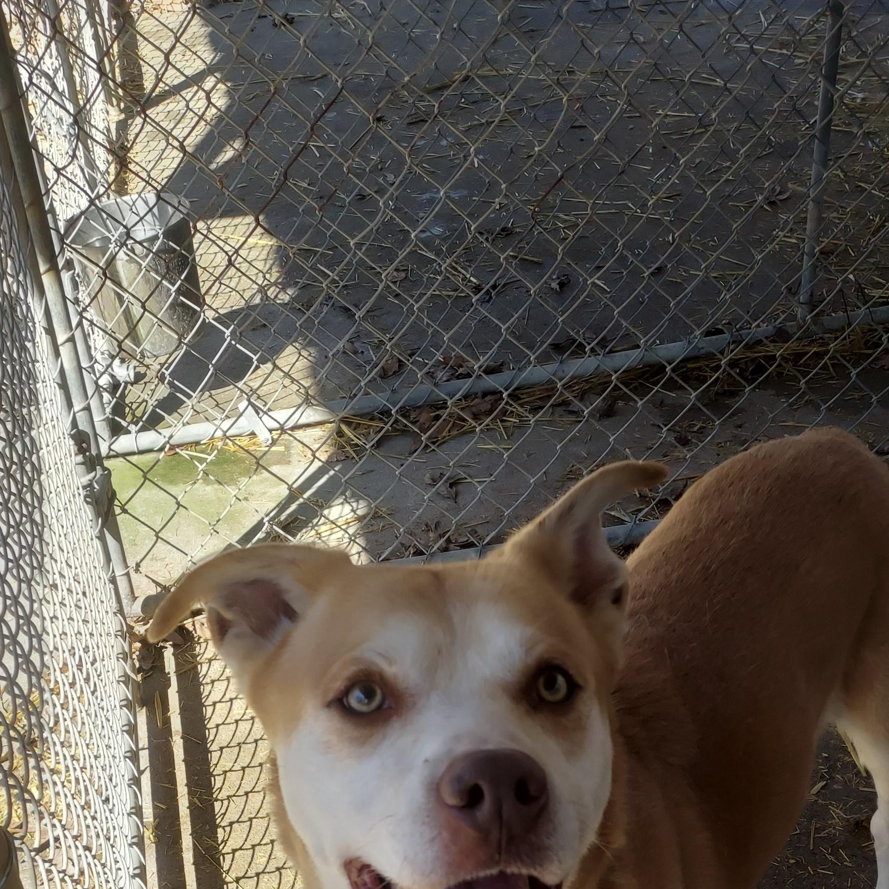 Enlarge Django, a Adoptable mixed breed in Saint Clairsville, OH image 4/6