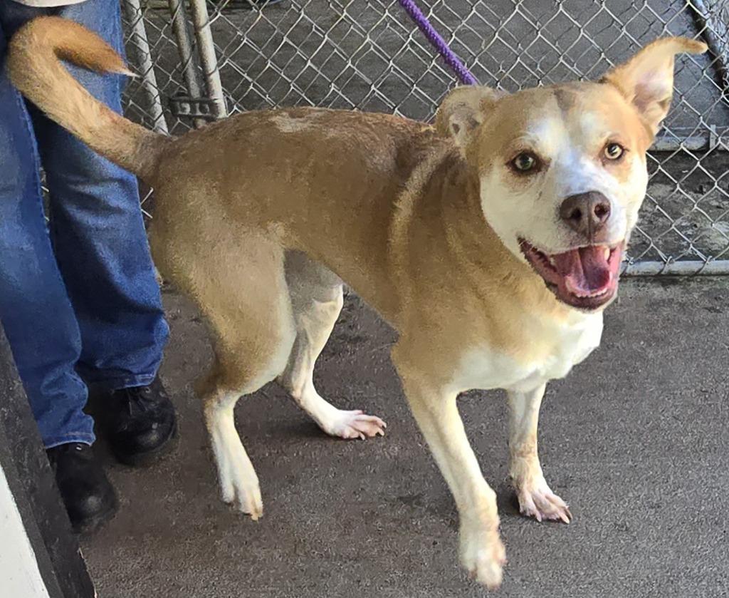 Enlarge Django, a Adoptable mixed breed in Saint Clairsville, OH image 1/2