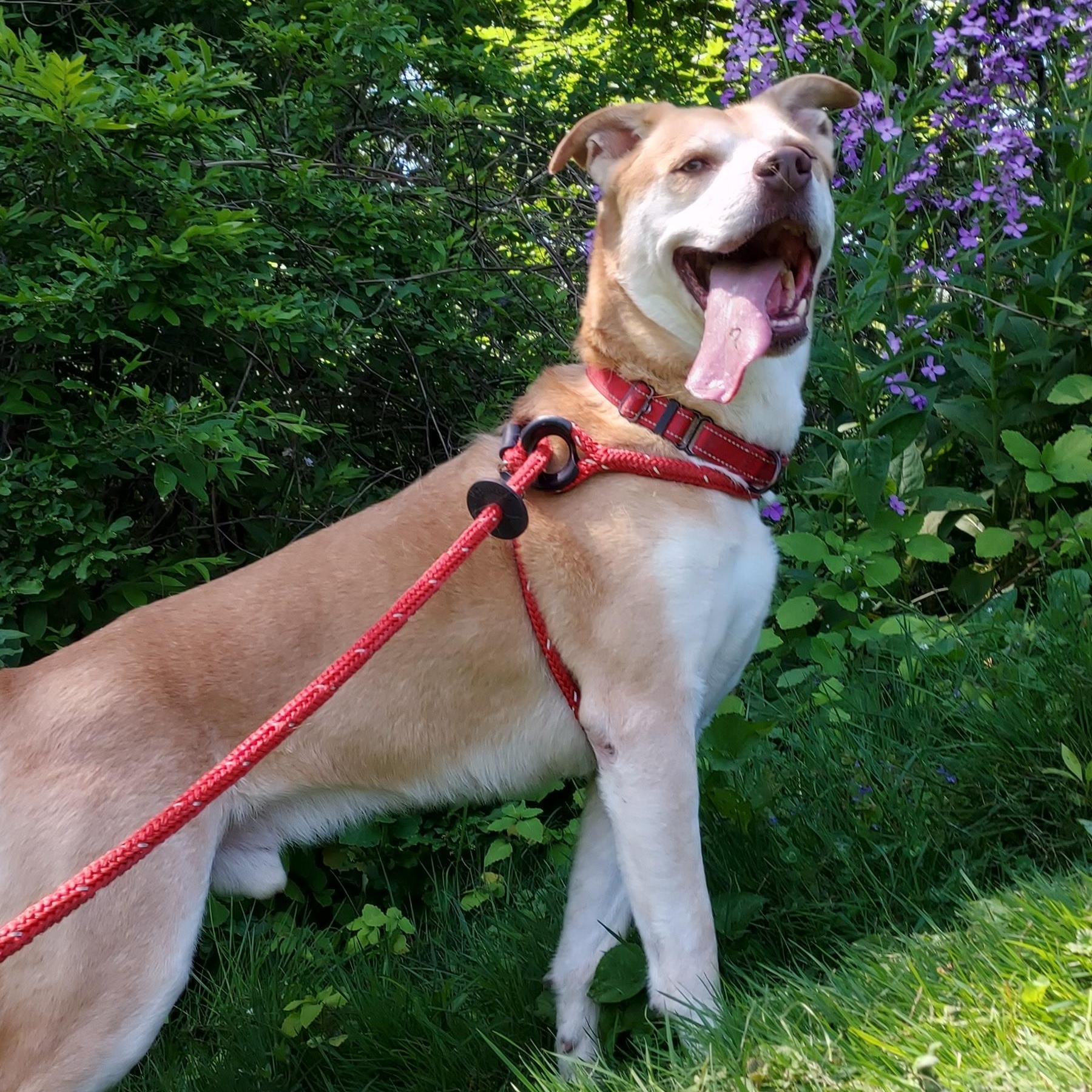 Enlarge Django, a Adoptable mixed breed in Saint Clairsville, OH image 5/6