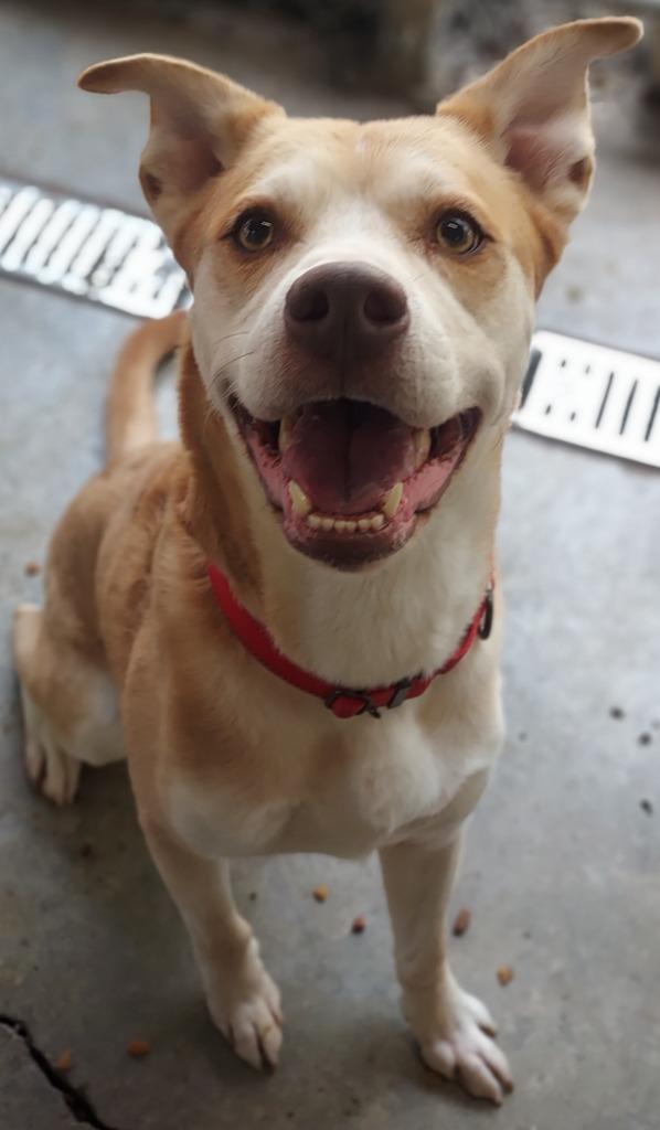 Enlarge Django, a Adoptable mixed breed in Saint Clairsville, OH image 2/2