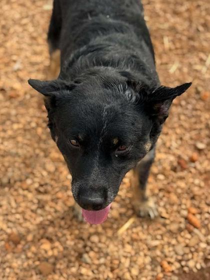 Enlarge Blueberry, a ADOPTABLE mixed breed in Munfordville, KY image 2/2