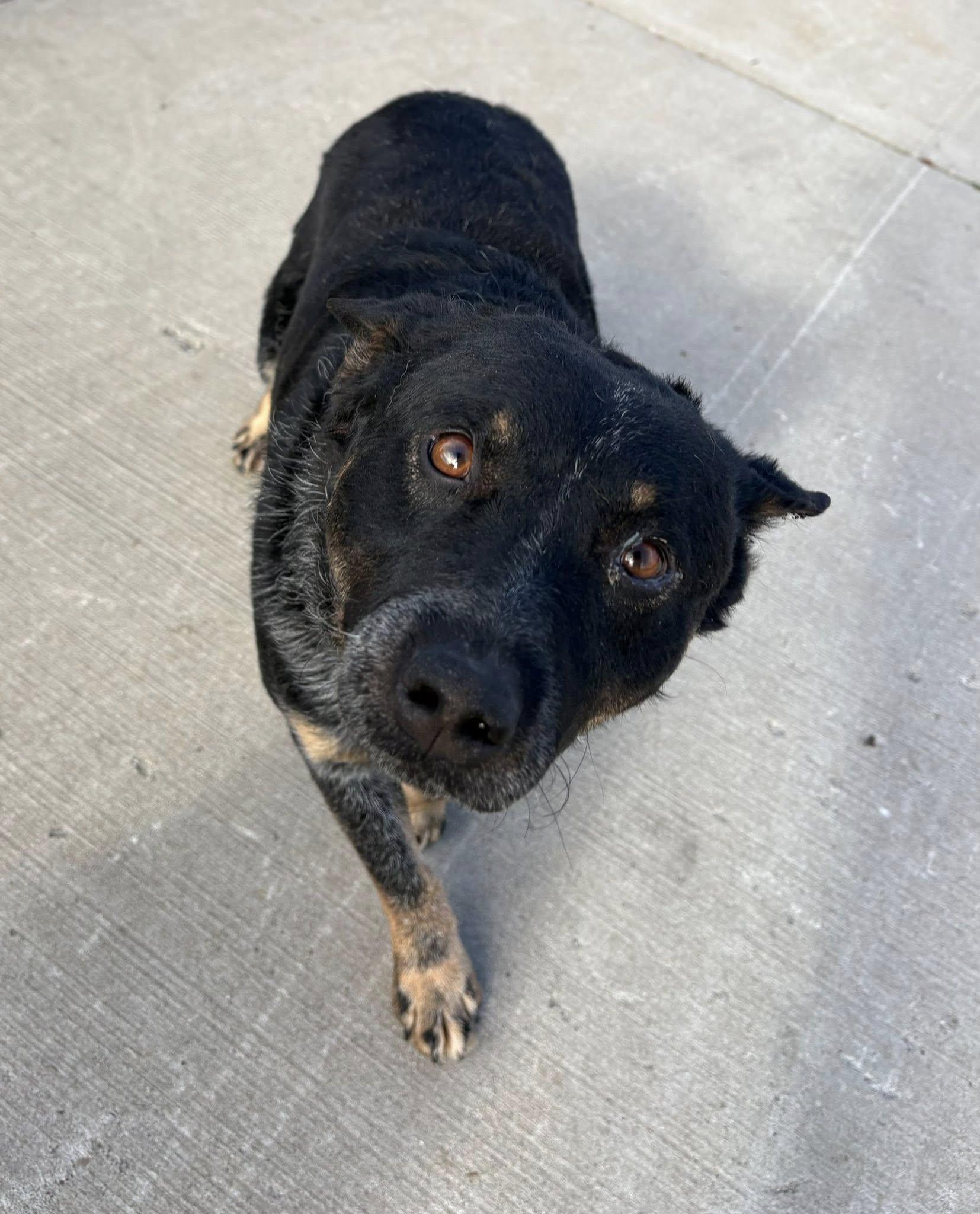Enlarge Blueberry, a ADOPTABLE mixed breed in Munfordville, KY image 1/2