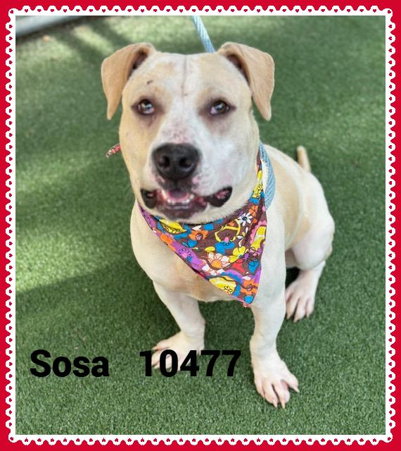 SOSA