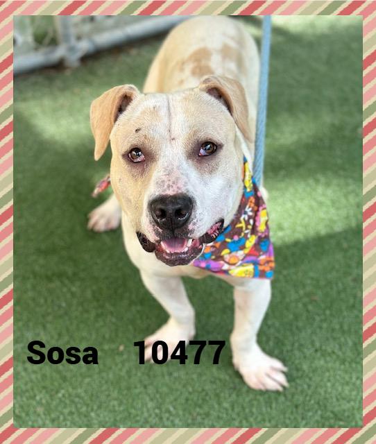 SOSA photo 5