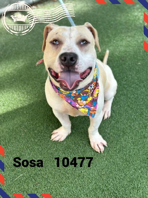 SOSA photo 3