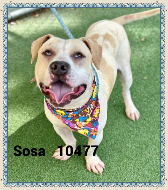 SOSA photo 4