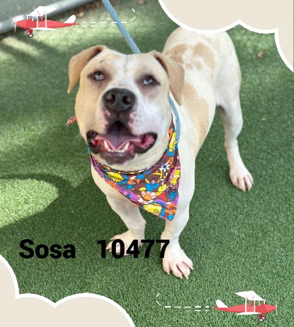 SOSA photo 2