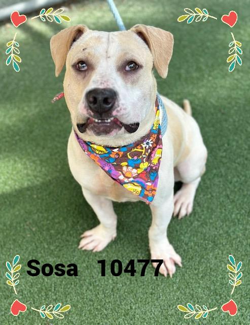 SOSA photo 6