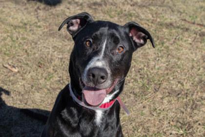 Anakin, Adoptable, Adult Male Pit Bull Terrier & Cattle Dog.