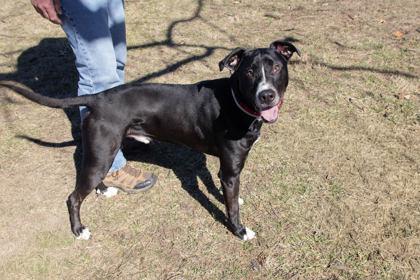 Enlarge Anakin, a Adoptable mixed breed in Kansas City, MO image 2/2