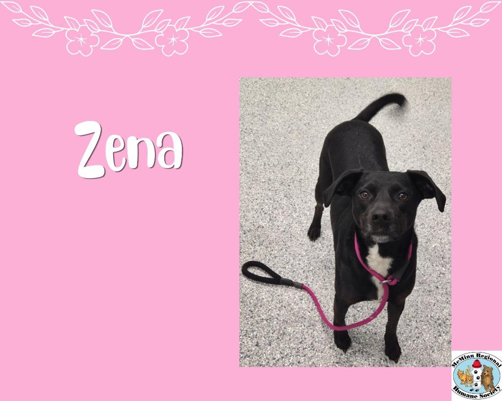Zena, Adoptable, Adult Female Terrier.