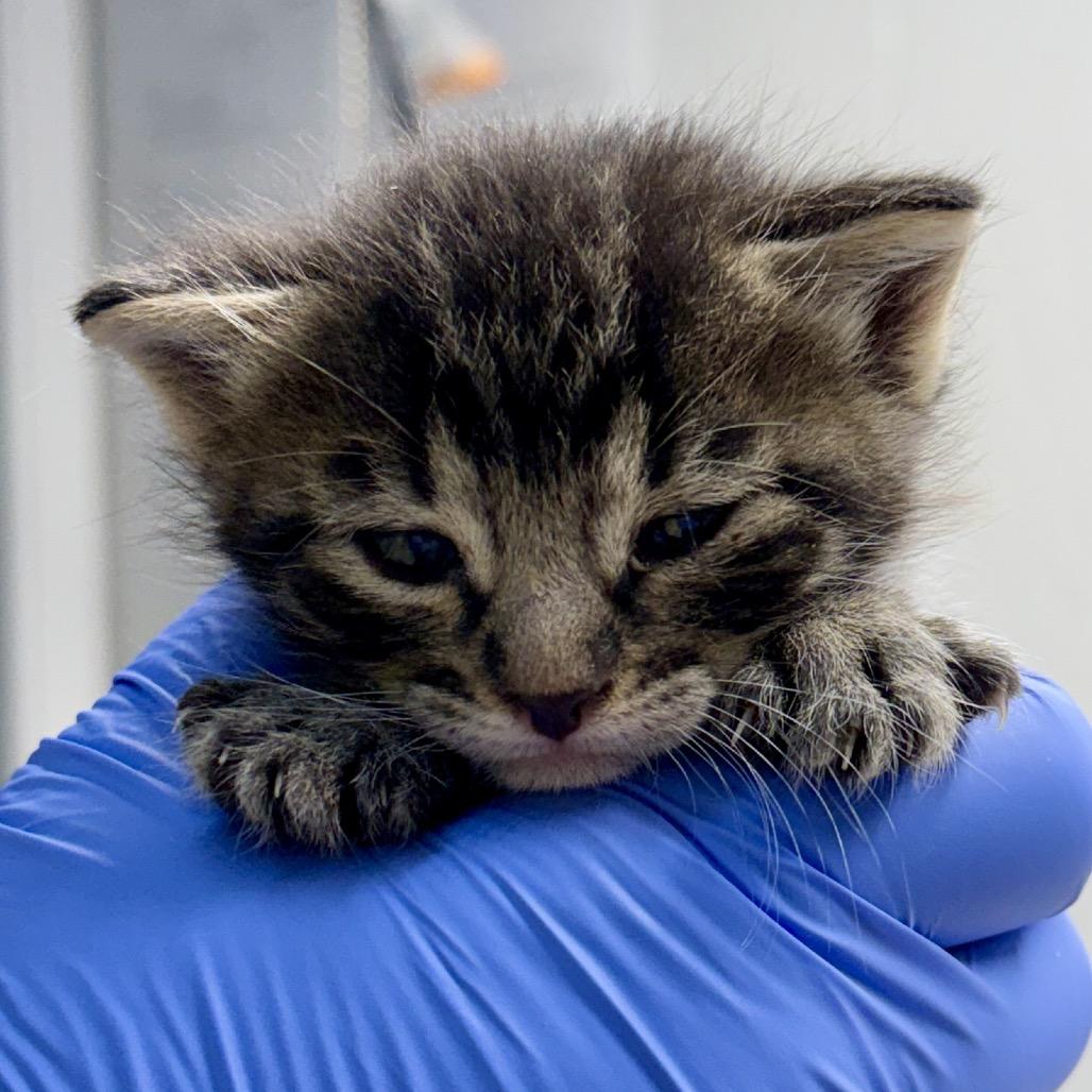 Enlarge Valor, a Adoptable Domestic Short Hair in Redwood Valley, CA image 1/2