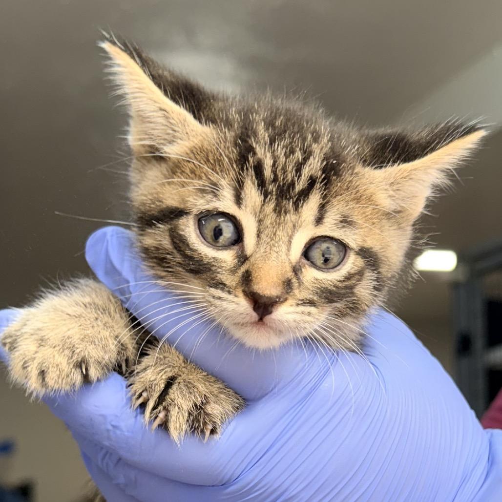 Enlarge Valor, a Adoptable Domestic Short Hair in Redwood Valley, CA image 2/2
