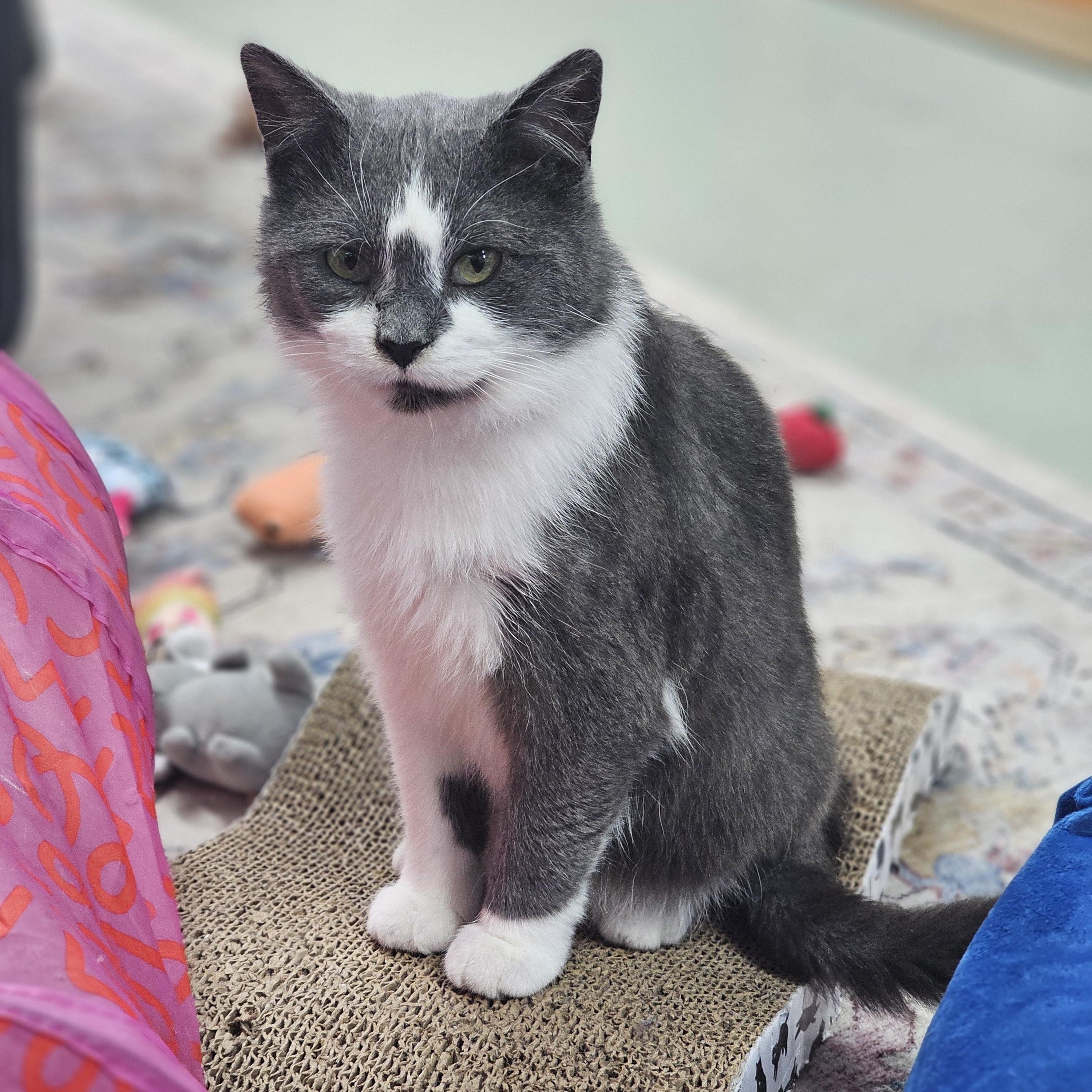 Enlarge Vampurr, a Adoptable Domestic Short Hair in Toledo, OH image 1/5