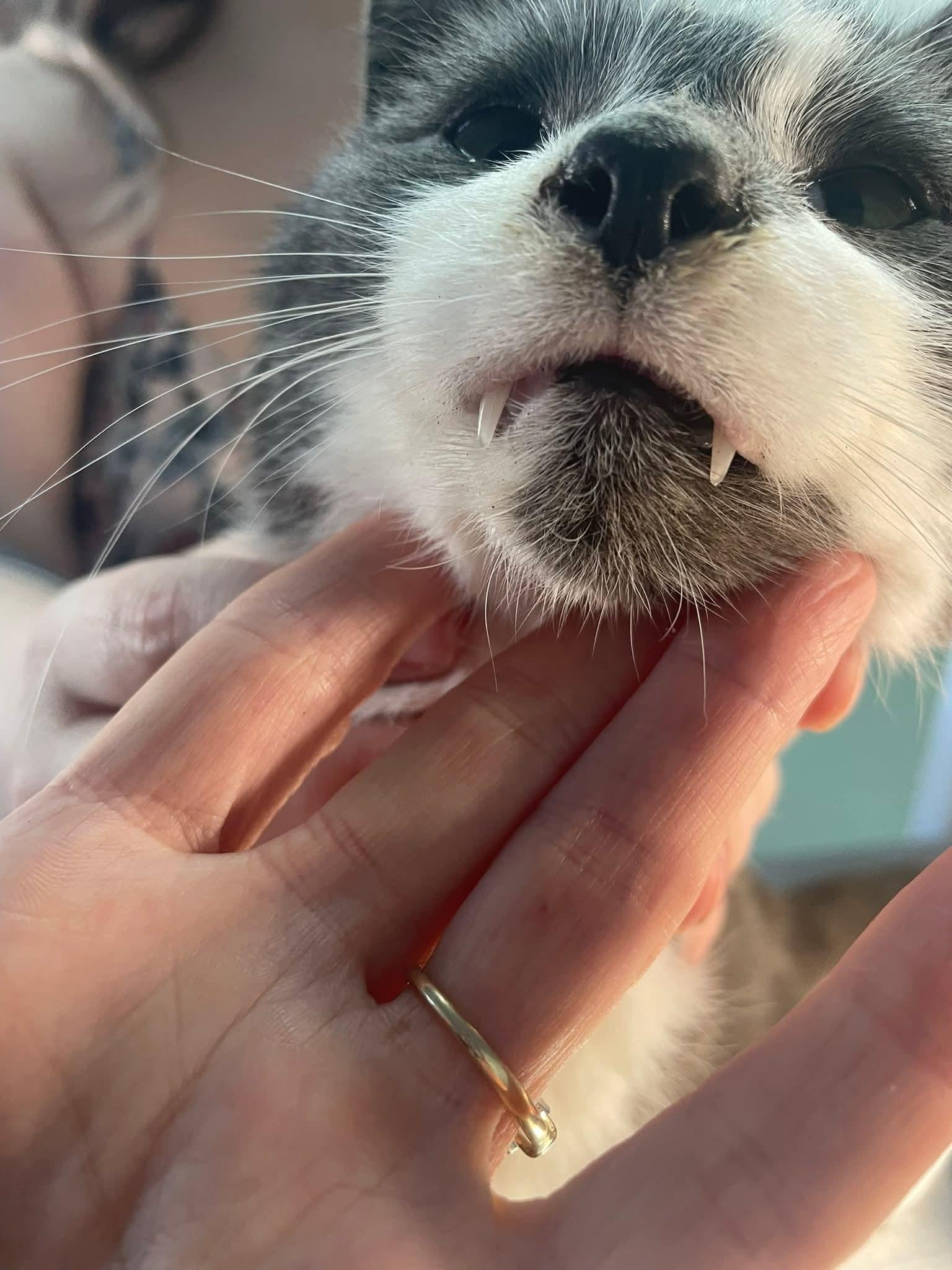 Enlarge Vampurr, a Adoptable Domestic Short Hair in Toledo, OH image 2/2