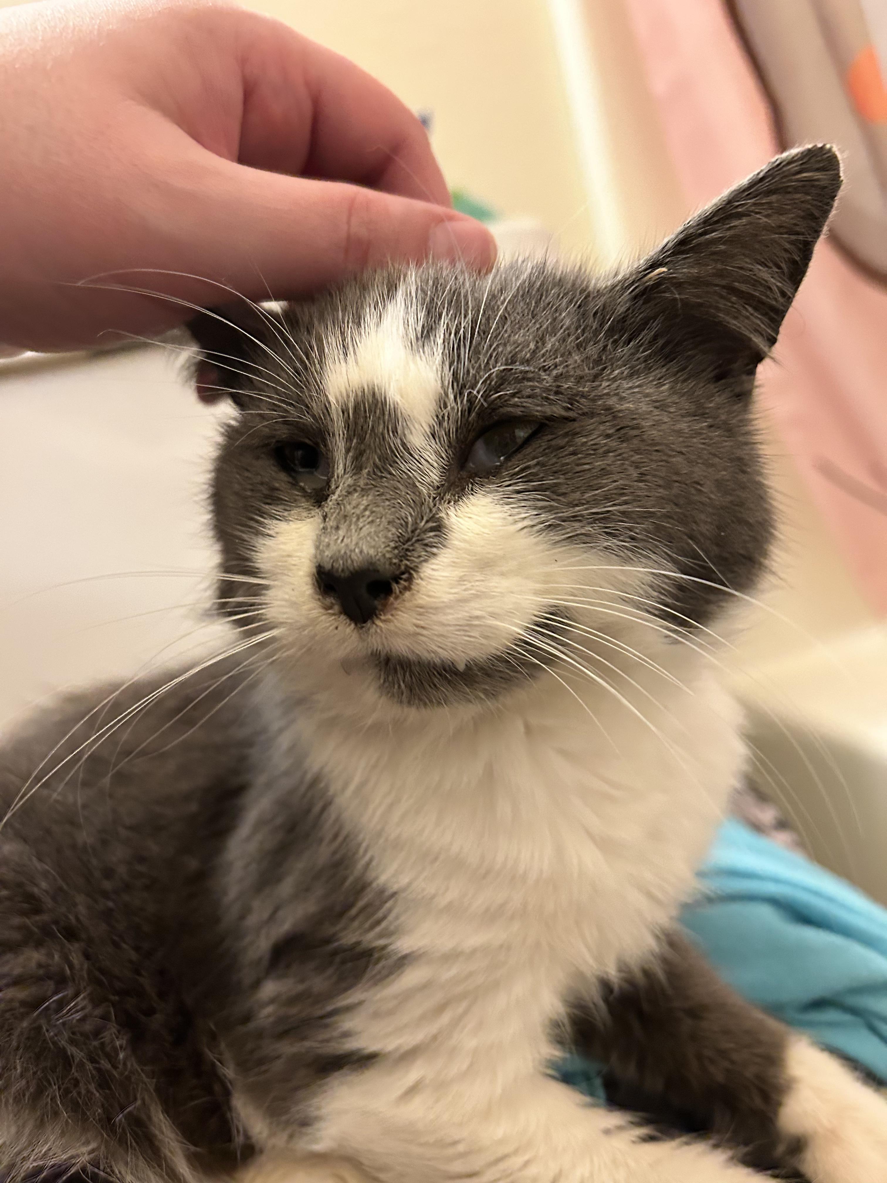 Enlarge Vampurr, a Adoptable Domestic Short Hair in Toledo, OH image 1/2