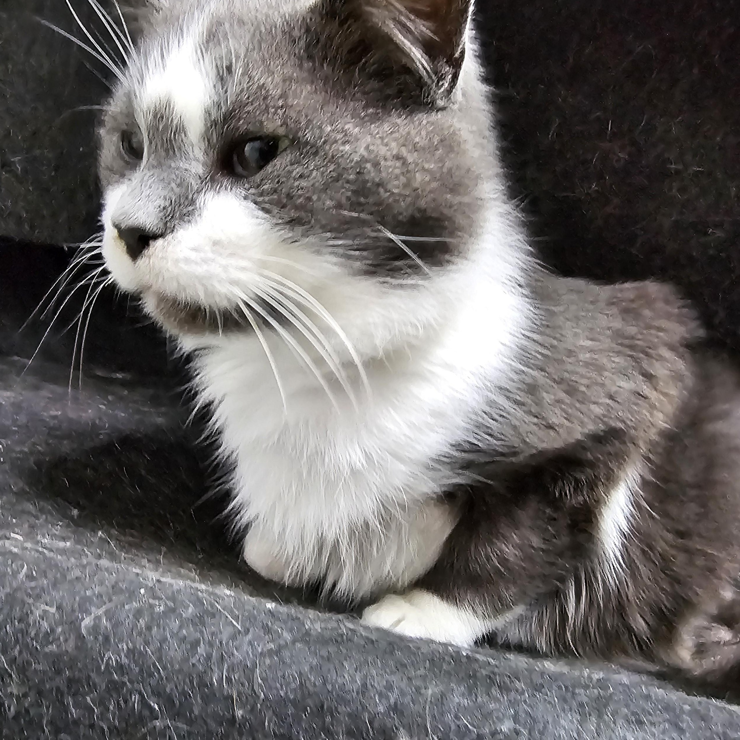 Enlarge Vampurr, a Adoptable Domestic Short Hair in Toledo, OH image 4/5