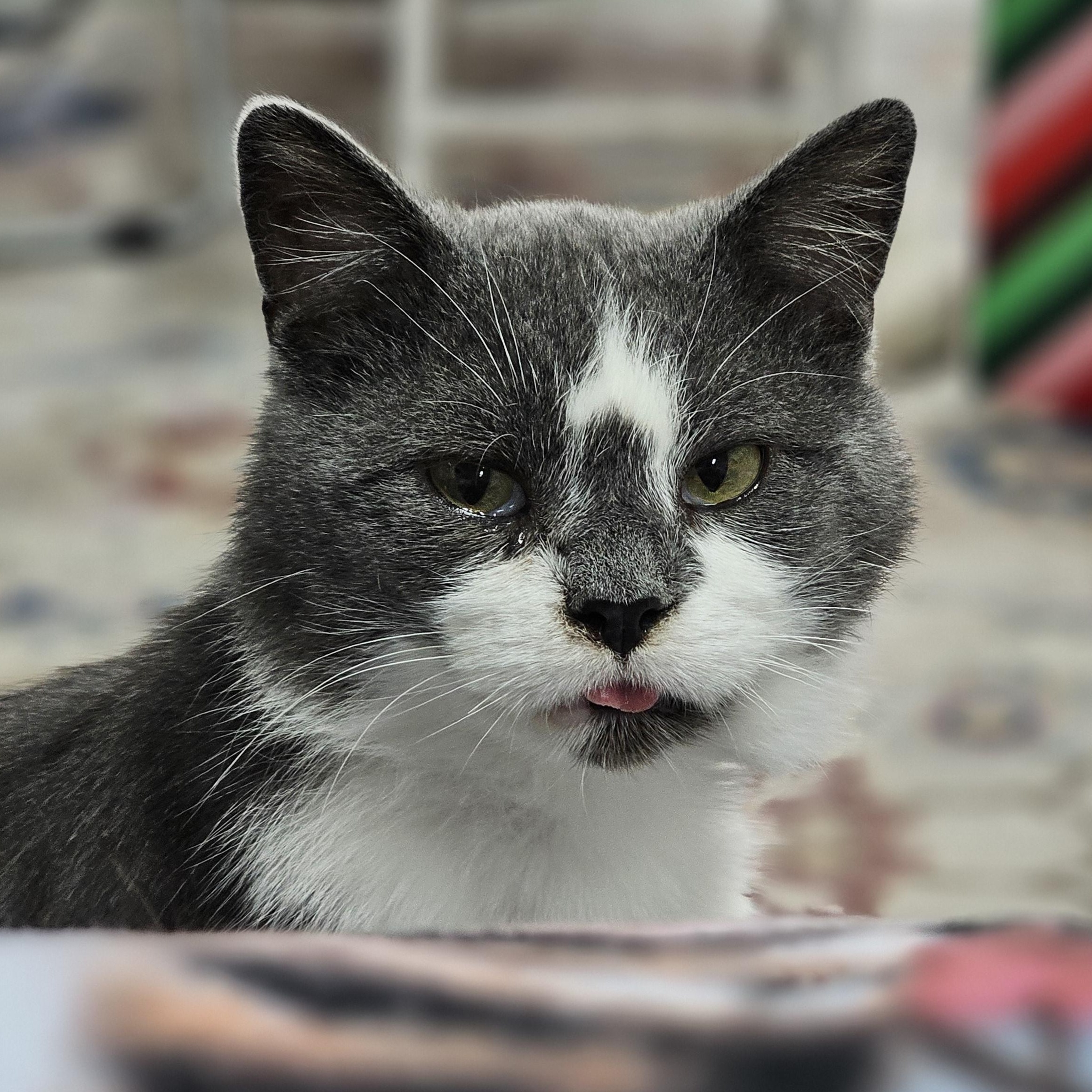 Enlarge Vampurr, a Adoptable Domestic Short Hair in Toledo, OH image 2/5