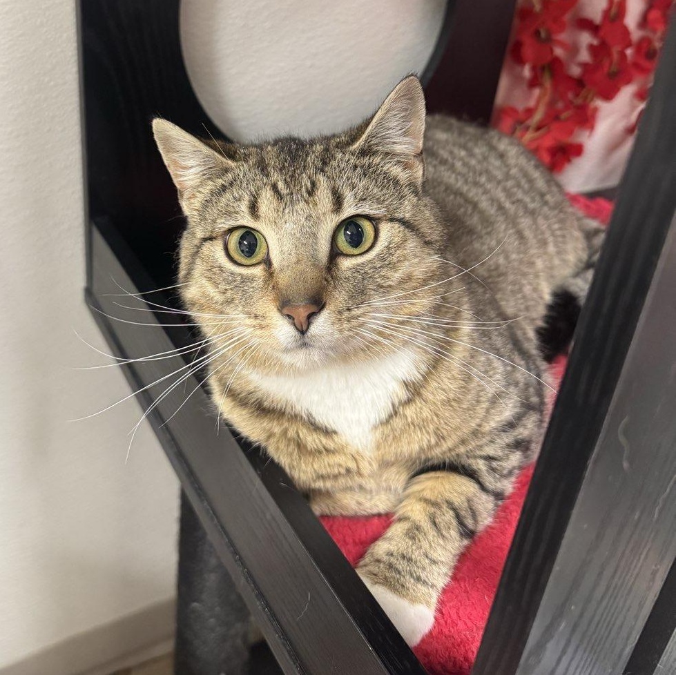 Miller, adoptable, Young Male Domestic Short Hair.