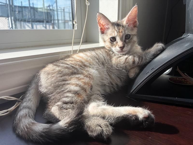 Enlarge Fennec, a Adoptable Torbie in Des Moines , WA image 2/3