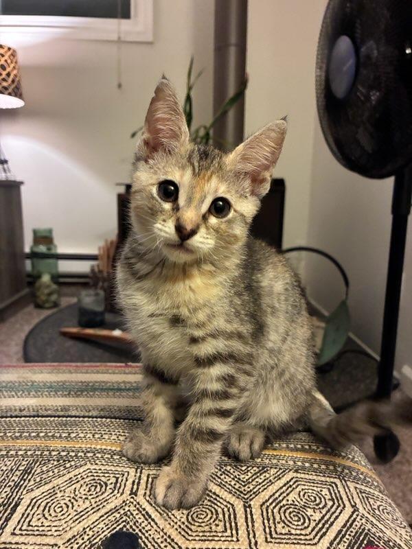 Fennec, Adoptable, Kitten Female Torbie.