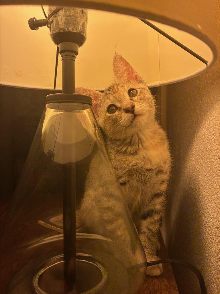 Enlarge Fennec, a Adoptable Torbie in Des Moines , WA image 3/3