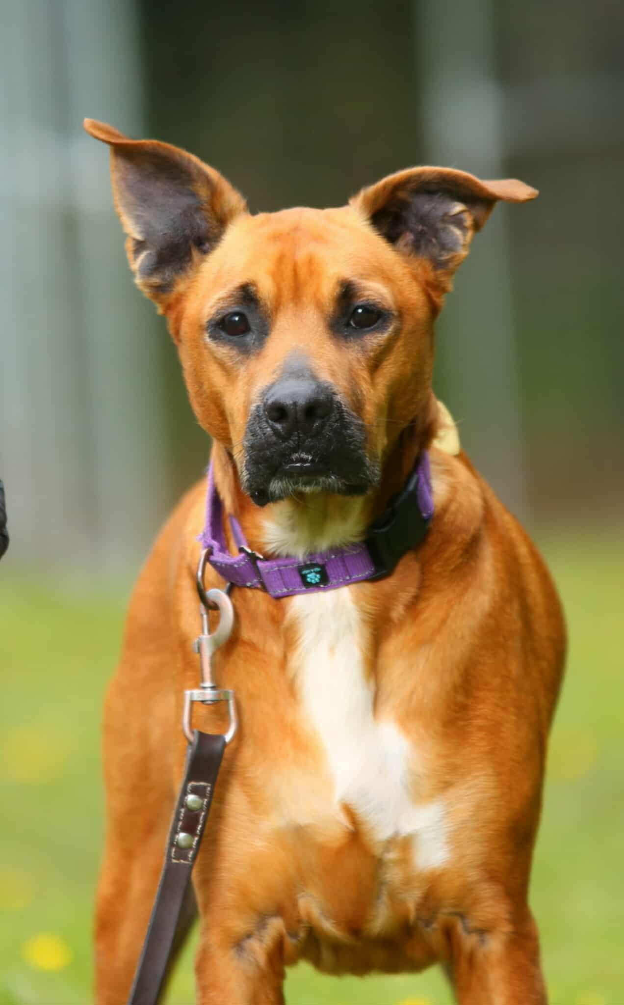 Elwood, an adopted mixed breed in Crescent city, CA image 1/6