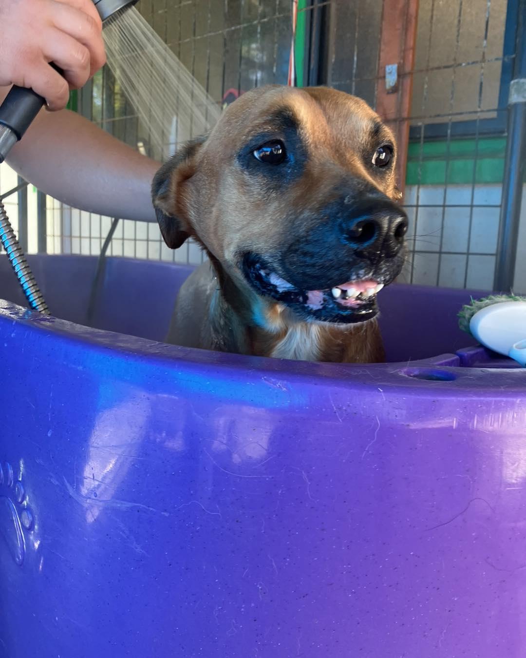 Elwood, an adopted mixed breed in Crescent city, CA image 6/6