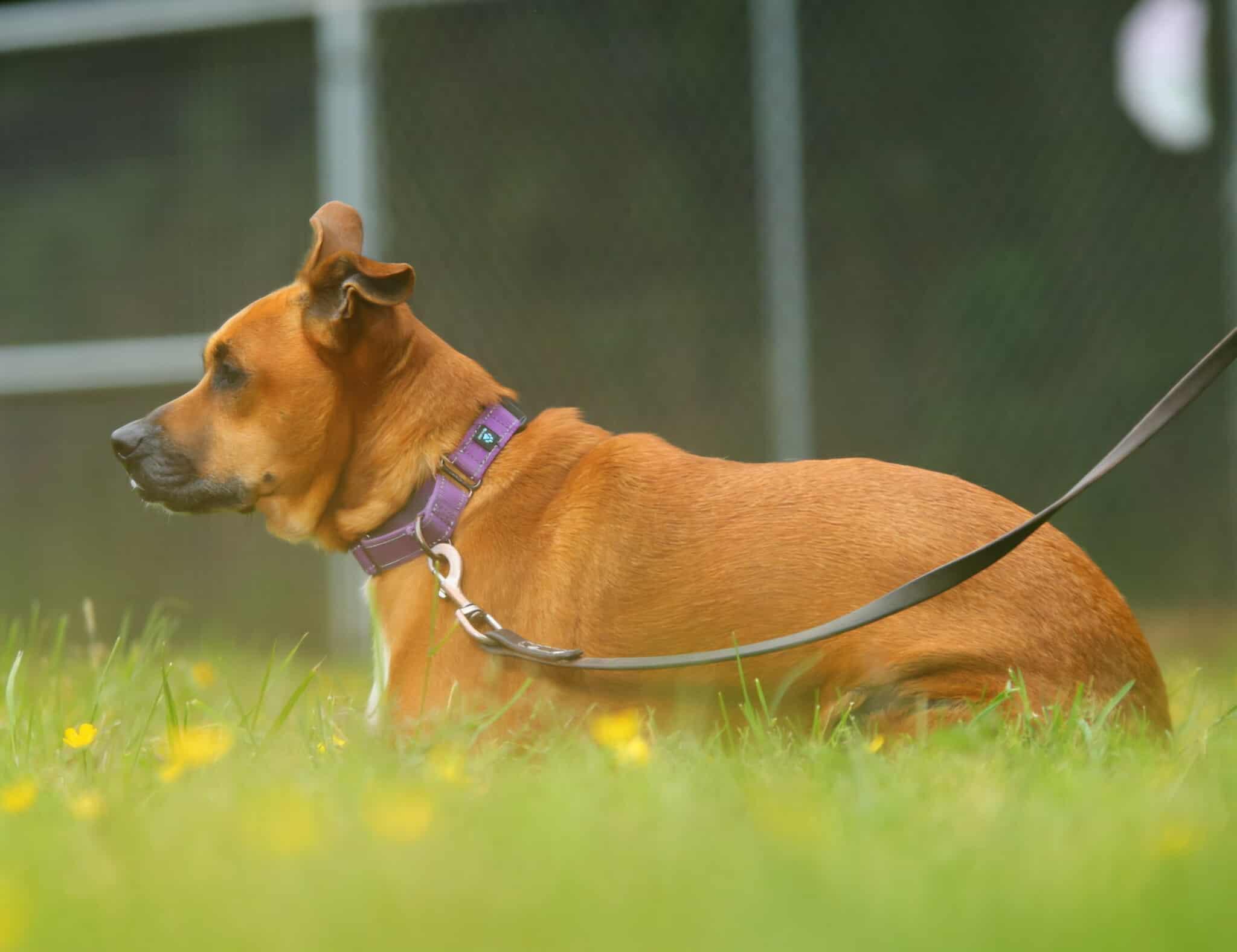 Elwood, an adopted mixed breed in Crescent city, CA image 3/6