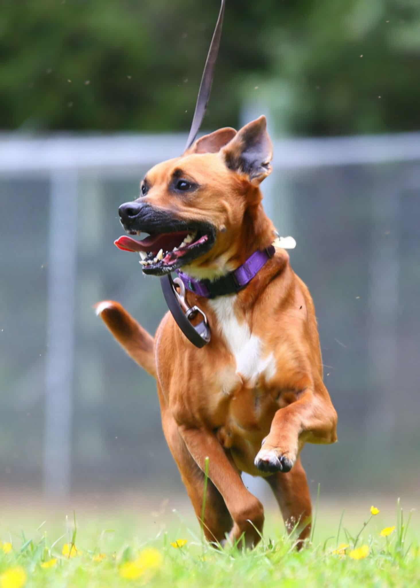 Elwood, an adopted mixed breed in Crescent city, CA image 2/6