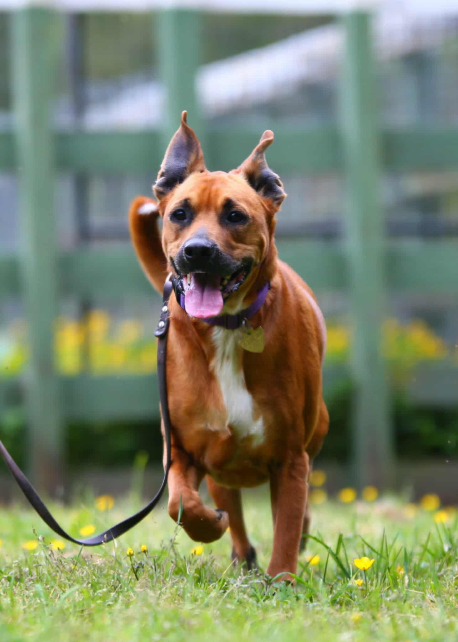 Elwood, an adopted mixed breed in Crescent city, CA image 5/6