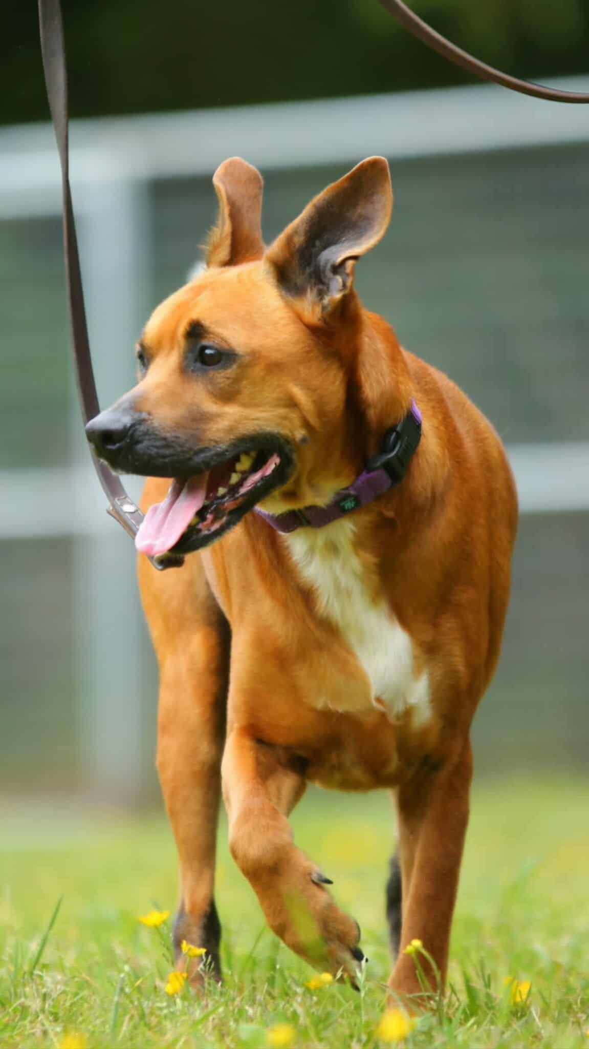Elwood, an adopted mixed breed in Crescent city, CA image 4/6