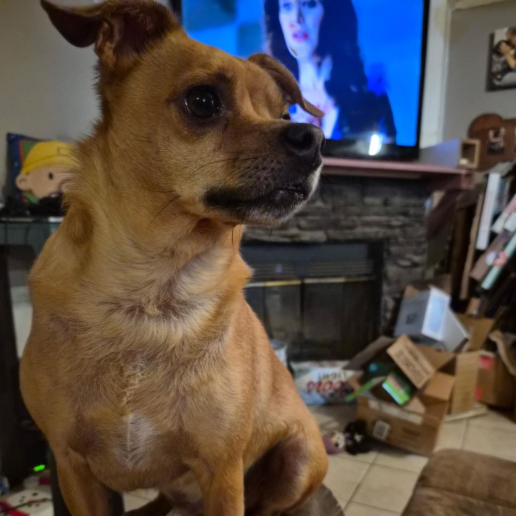Enlarge Buddy, a Adoptable mixed breed in Gilbert, SC image 2/3