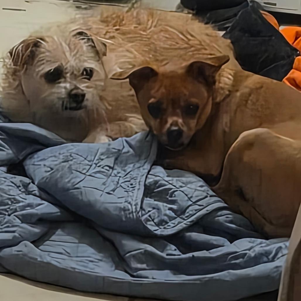 Enlarge Buddy, a Adoptable mixed breed in Gilbert, SC image 3/3