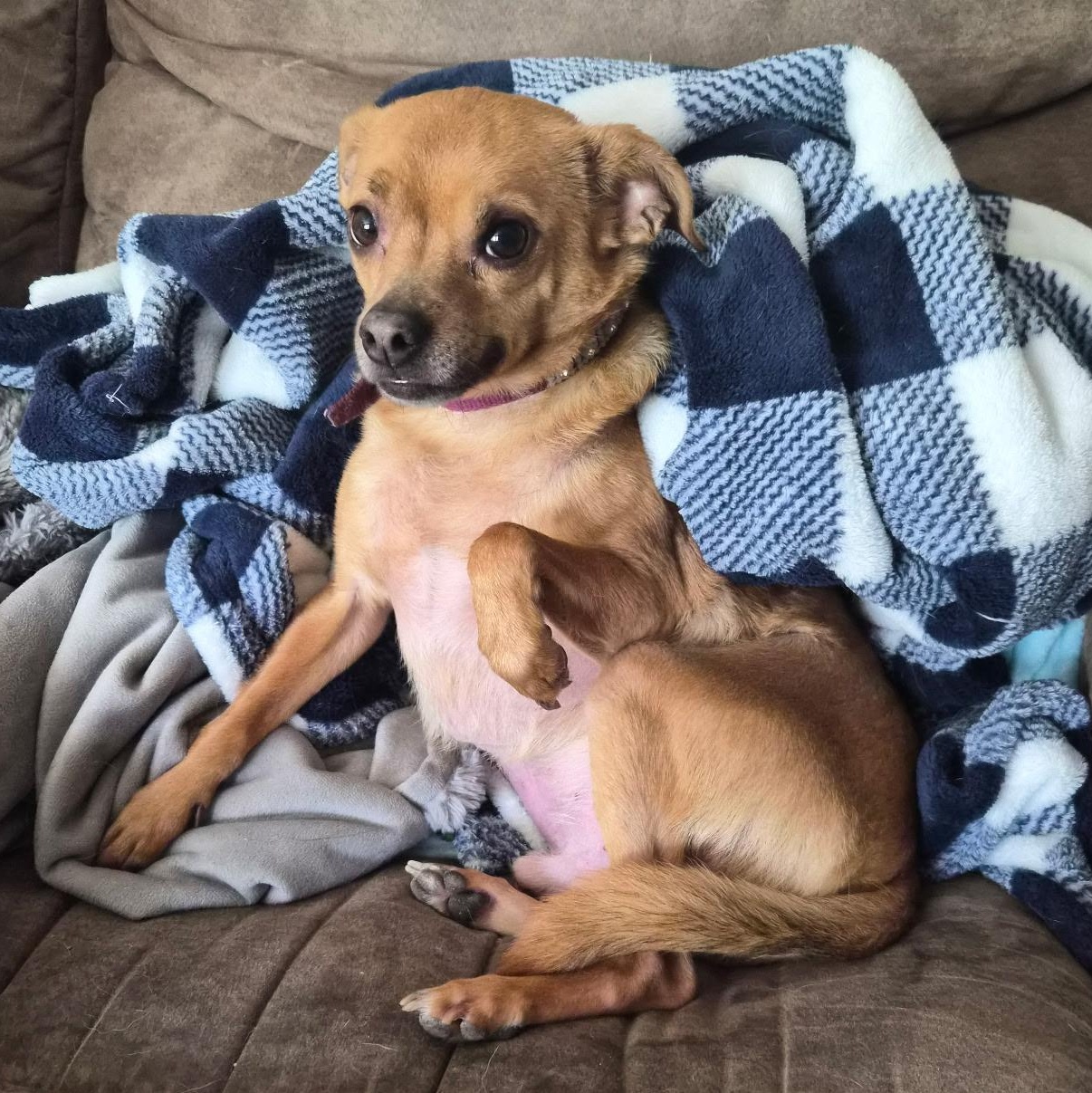 Buddy, Adoptable, Adult Male Chihuahua.