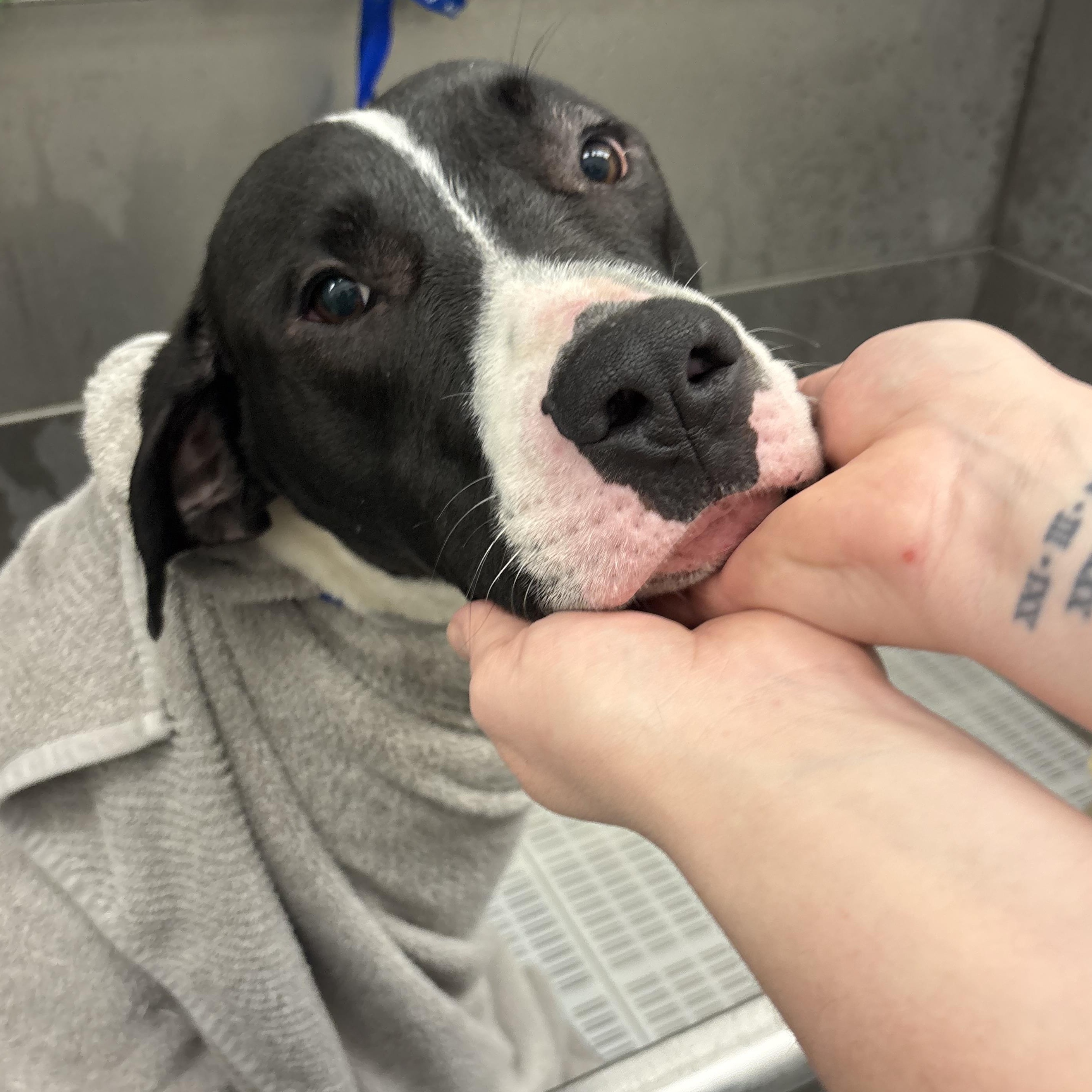 Taro, a ADOPTABLE Mixed Breed in Mount Pleasant, MI image 2/4