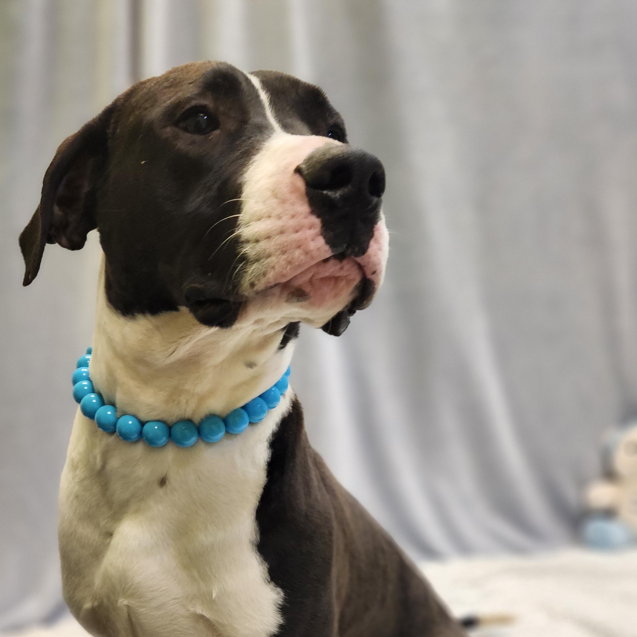 Enlarge Taro, a ADOPTABLE Mixed Breed in Mount Pleasant, MI image 2/3