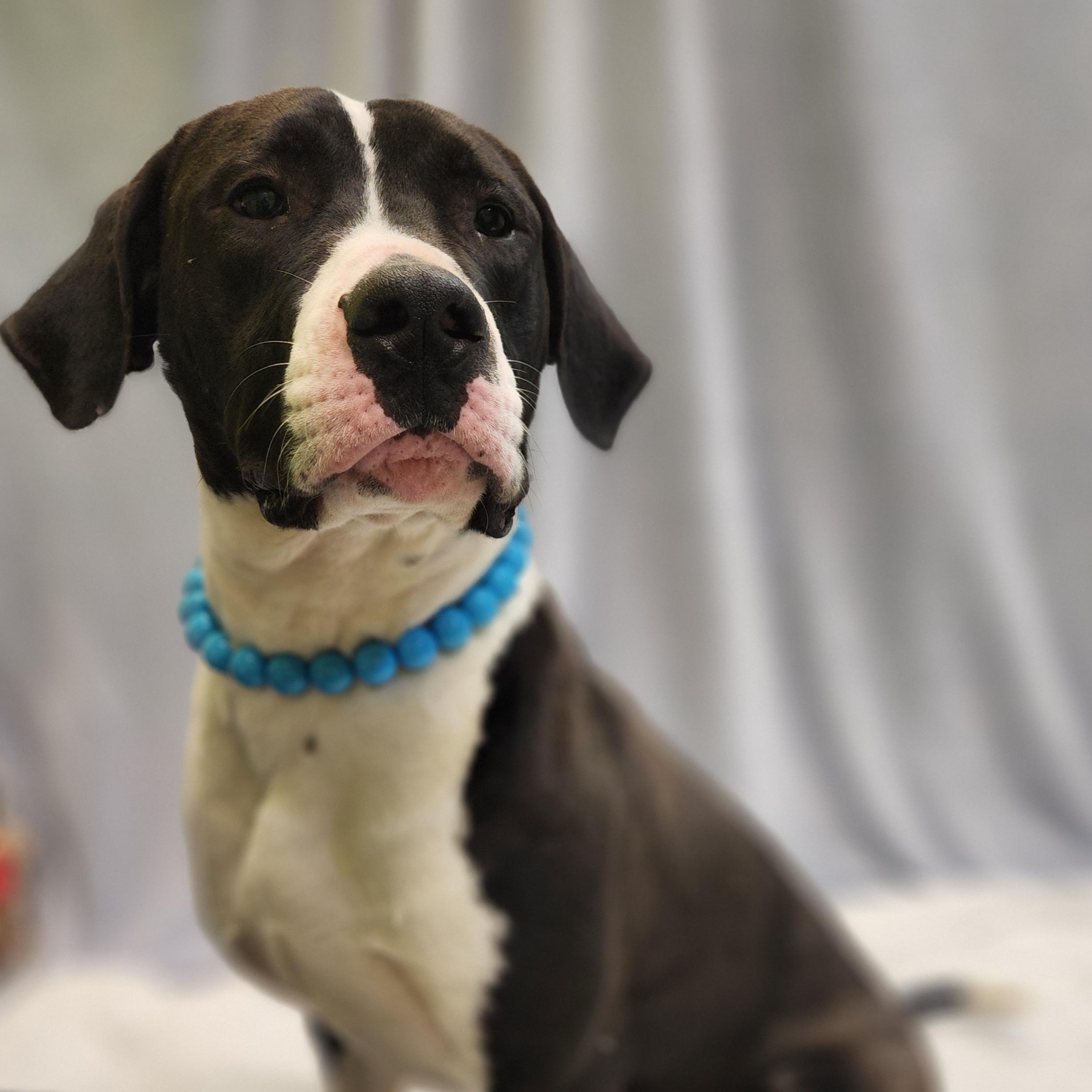 Enlarge Taro, a ADOPTABLE Mixed Breed in Mount Pleasant, MI image 3/3