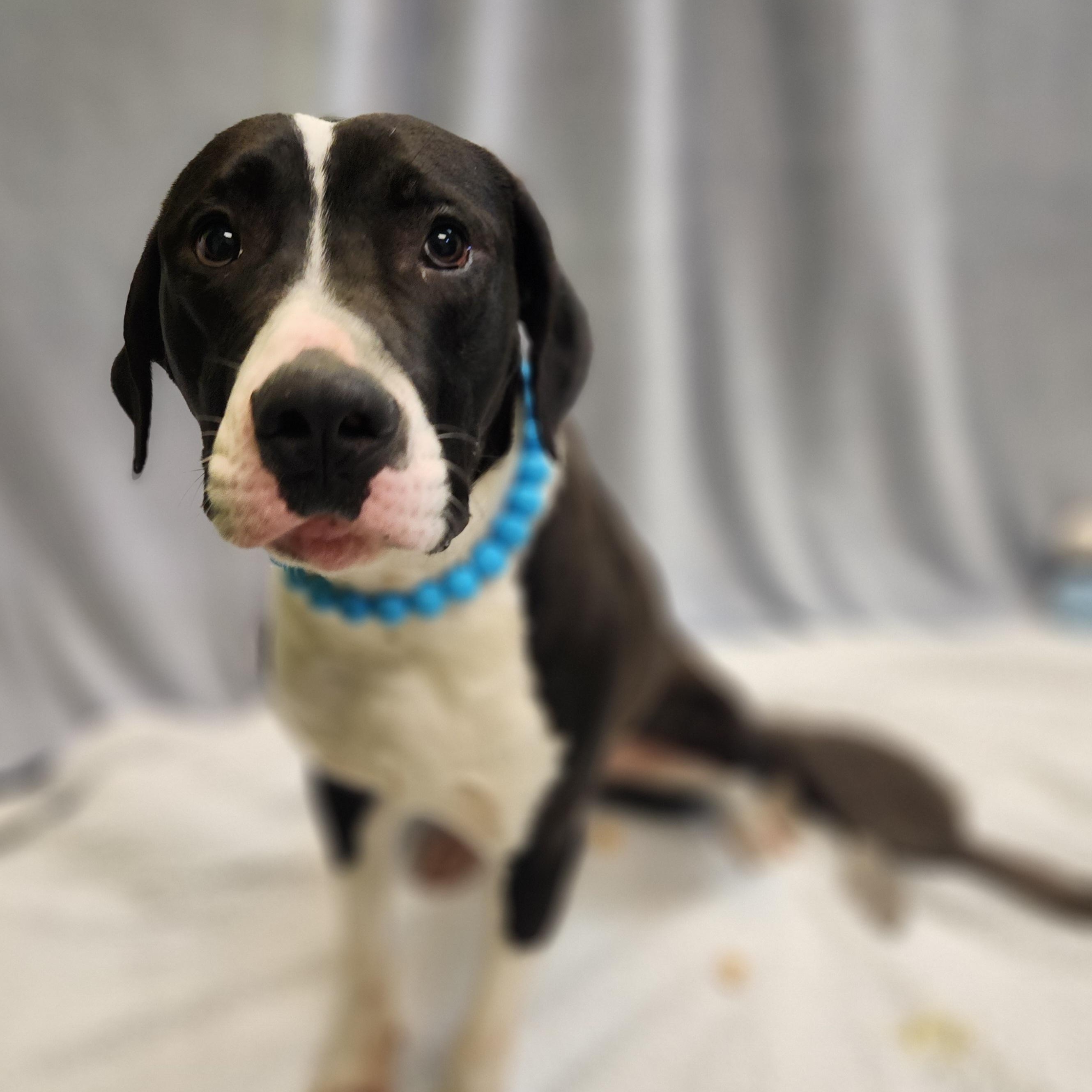 Enlarge Taro, a ADOPTABLE Mixed Breed in Mount Pleasant, MI image 1/3