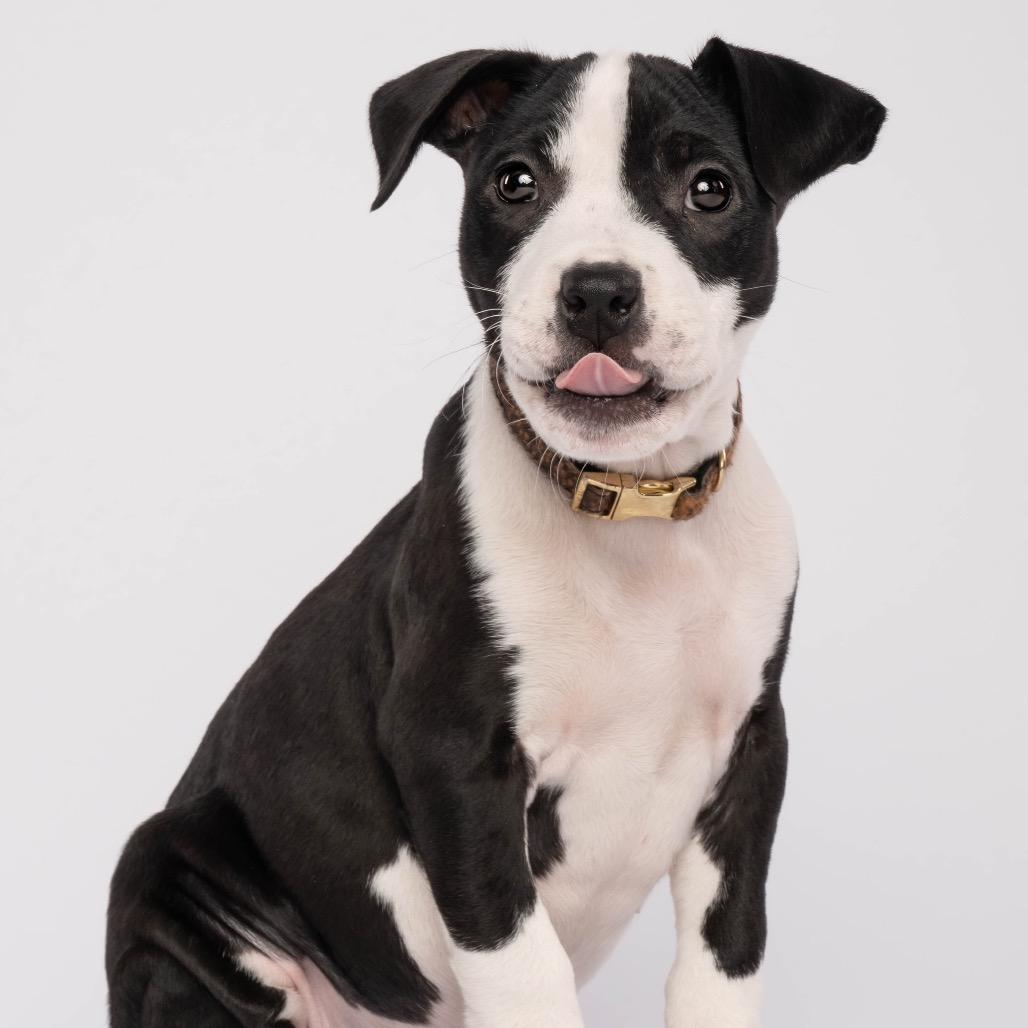 Enlarge Brie, a Adoptable mixed breed in Spanish Fork, UT image 2/6