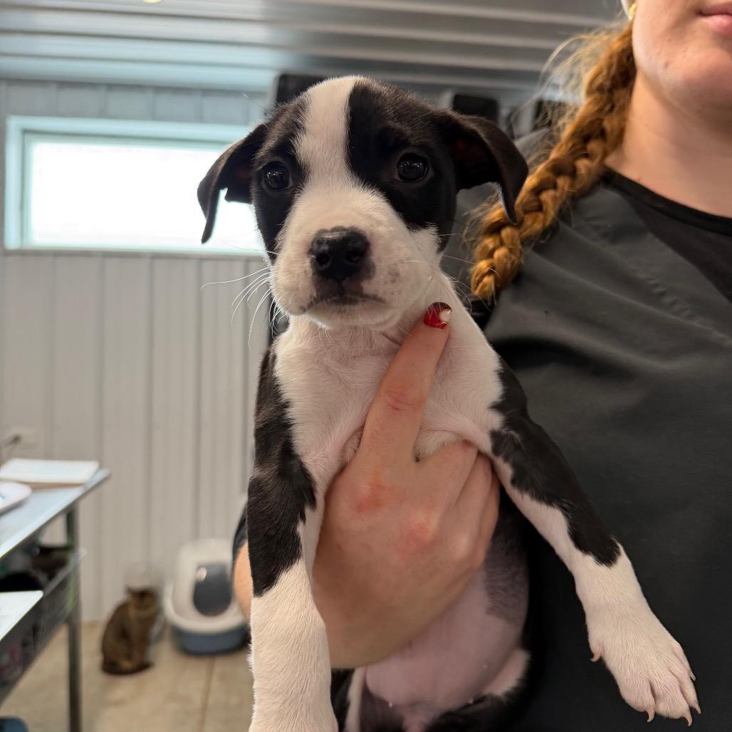 Enlarge Brie, a Adoptable mixed breed in Spanish Fork, UT image 4/6