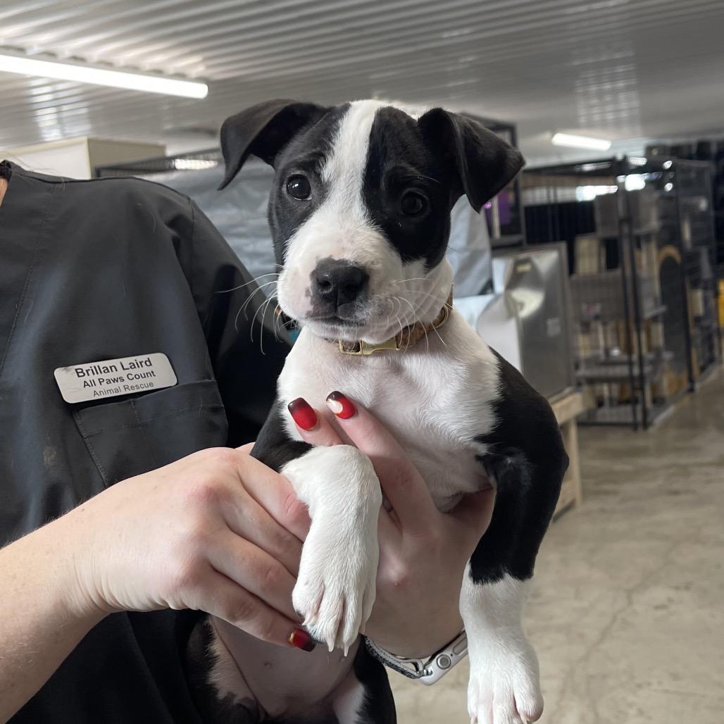 Enlarge Brie, a Adoptable mixed breed in Spanish Fork, UT image 6/6