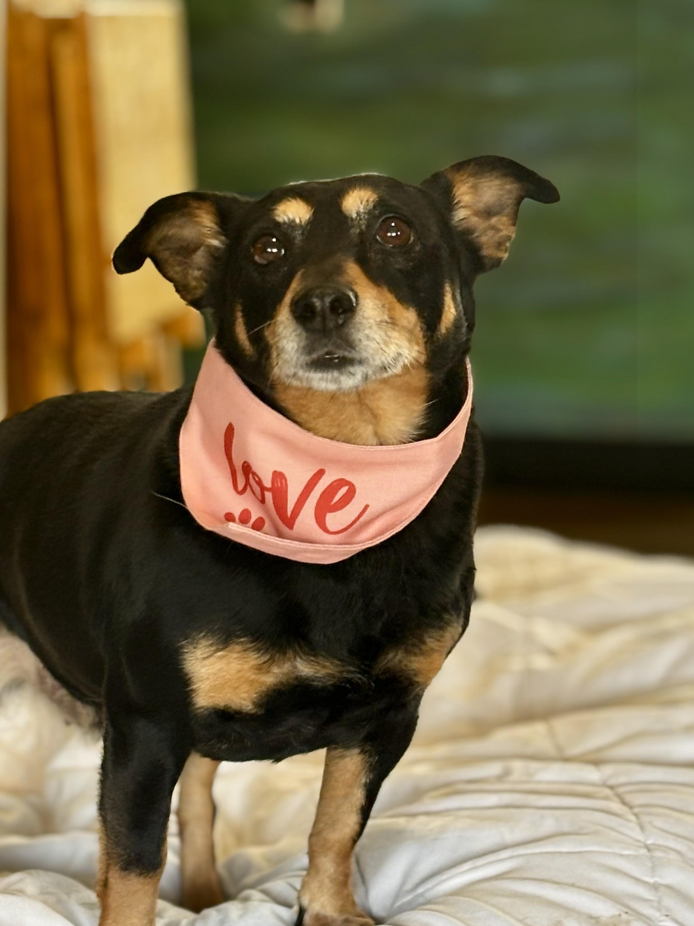 Enlarge Paxel, an adopted Mixed Breed in Joppa, AL image 2/5