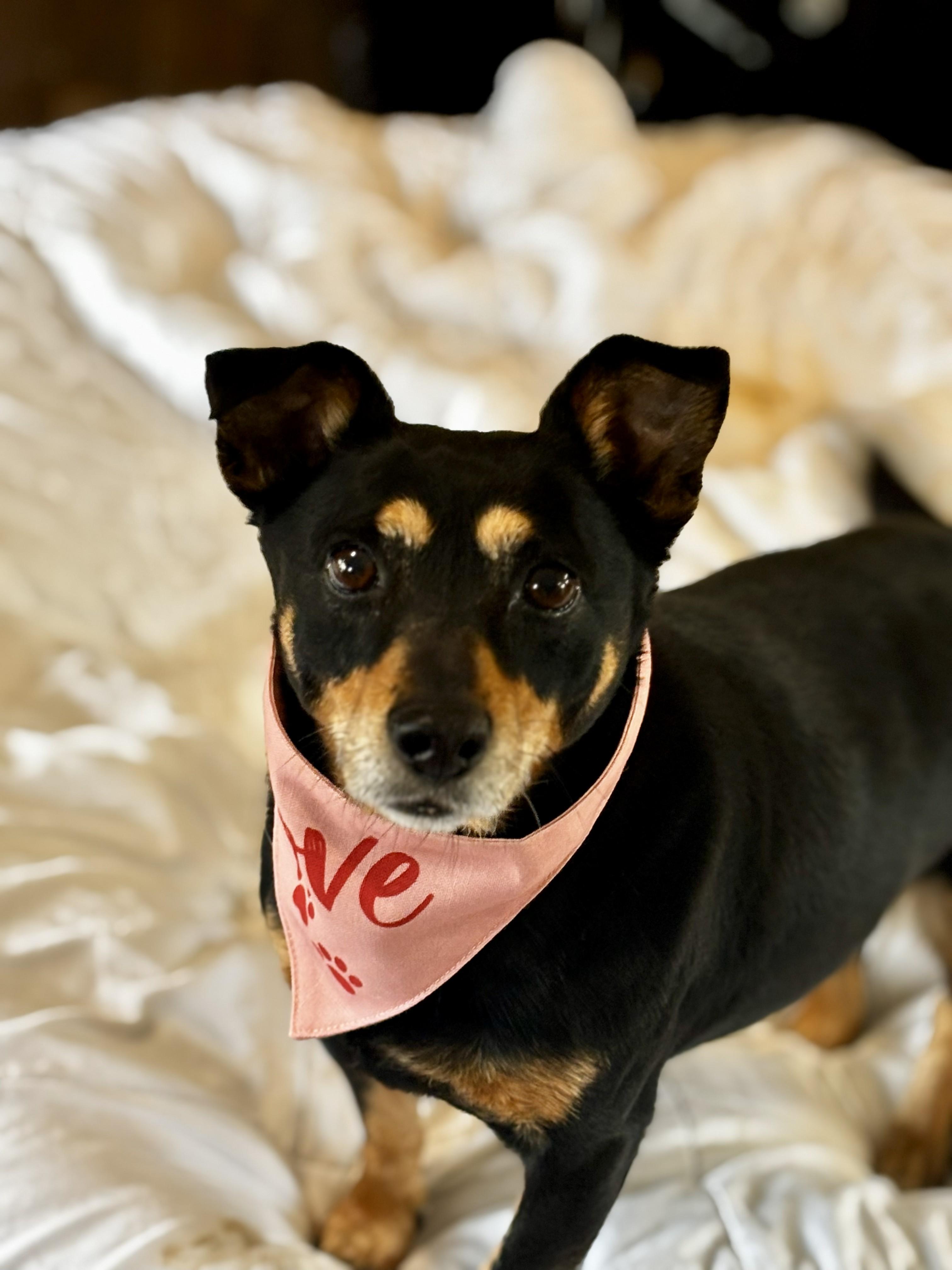 Enlarge Paxel, an adopted Mixed Breed in Joppa, AL image 5/5