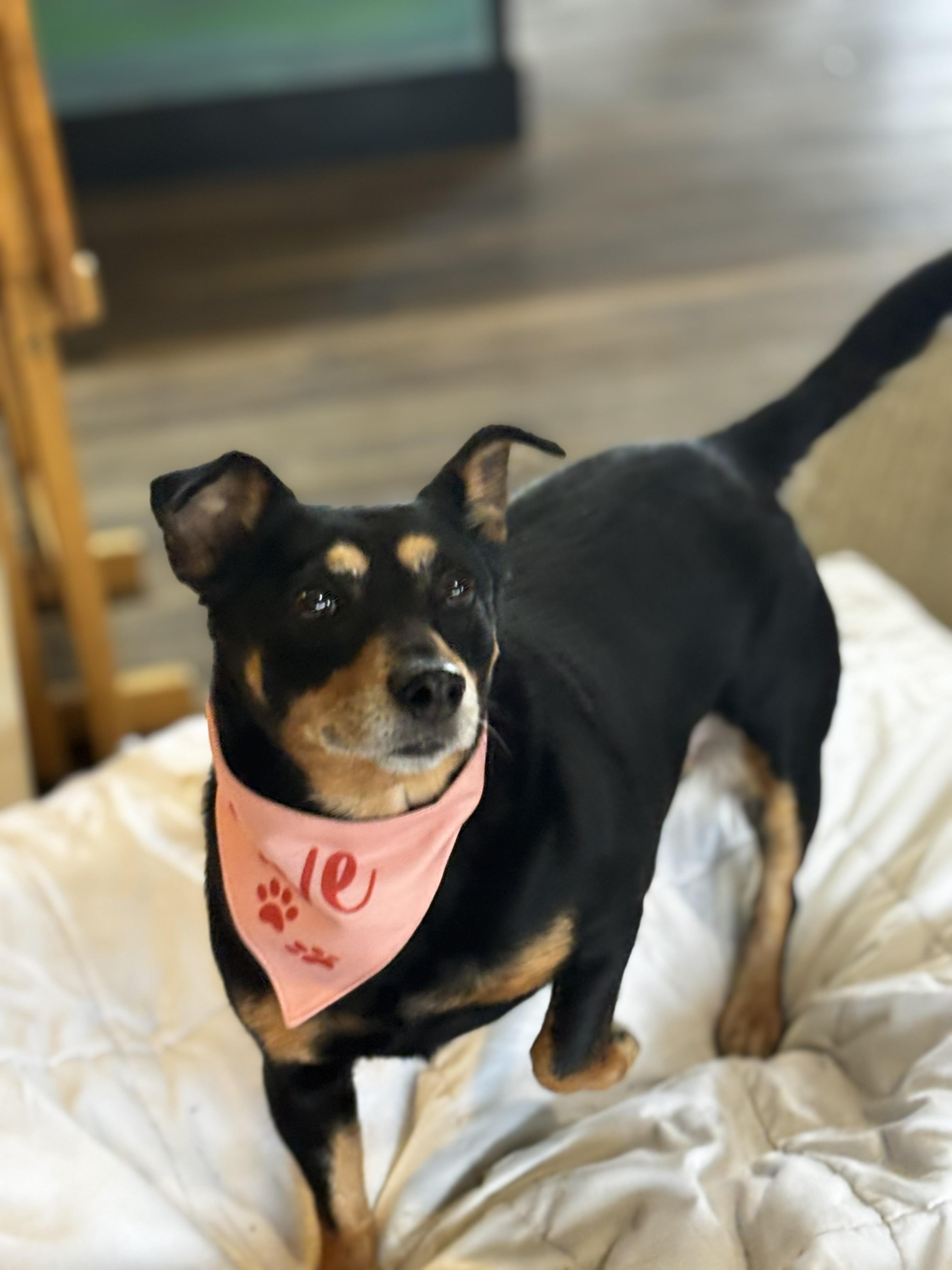 Enlarge Paxel, an adopted Mixed Breed in Joppa, AL image 3/5