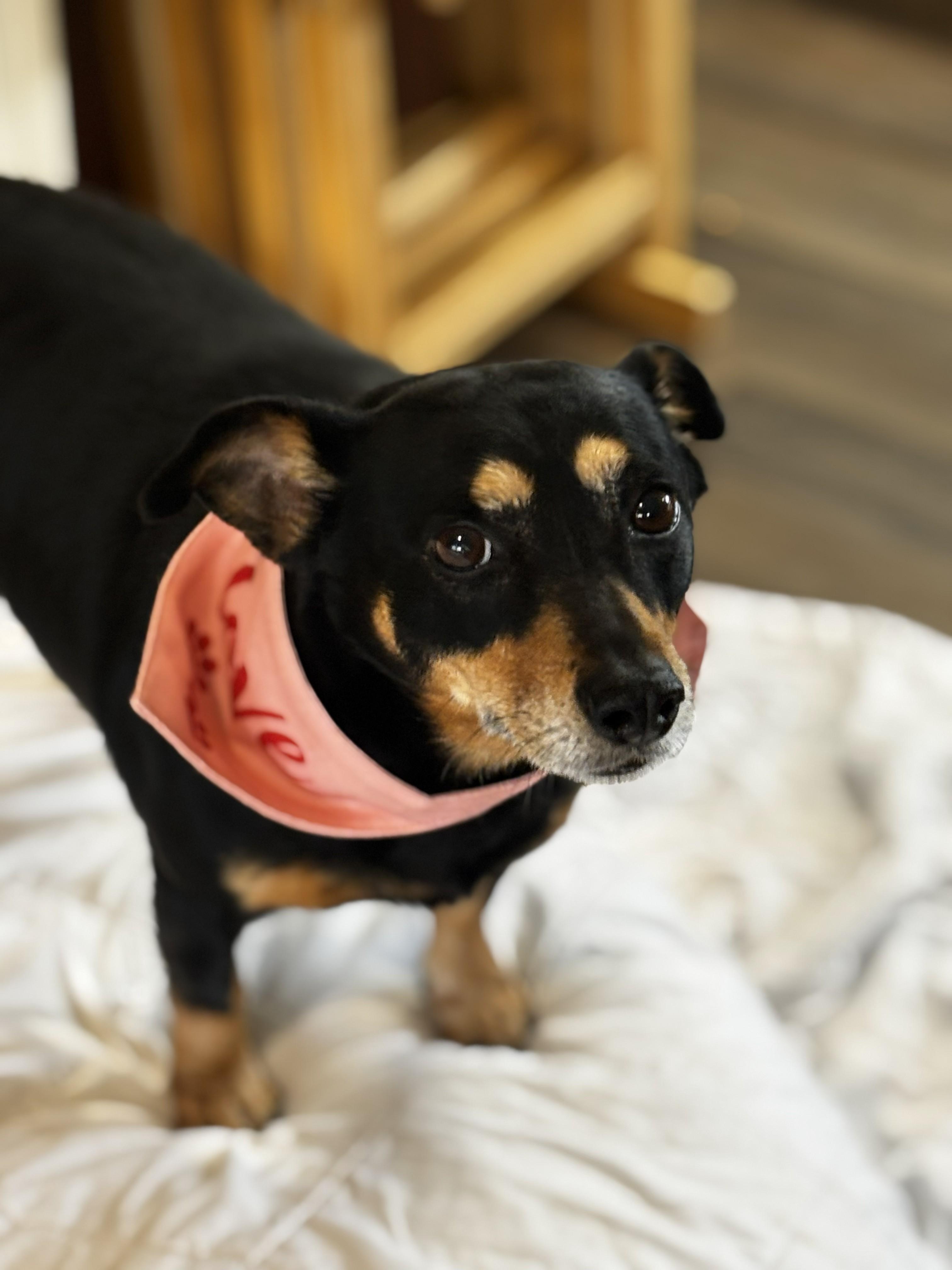 Enlarge Paxel, an adopted Mixed Breed in Joppa, AL image 4/5