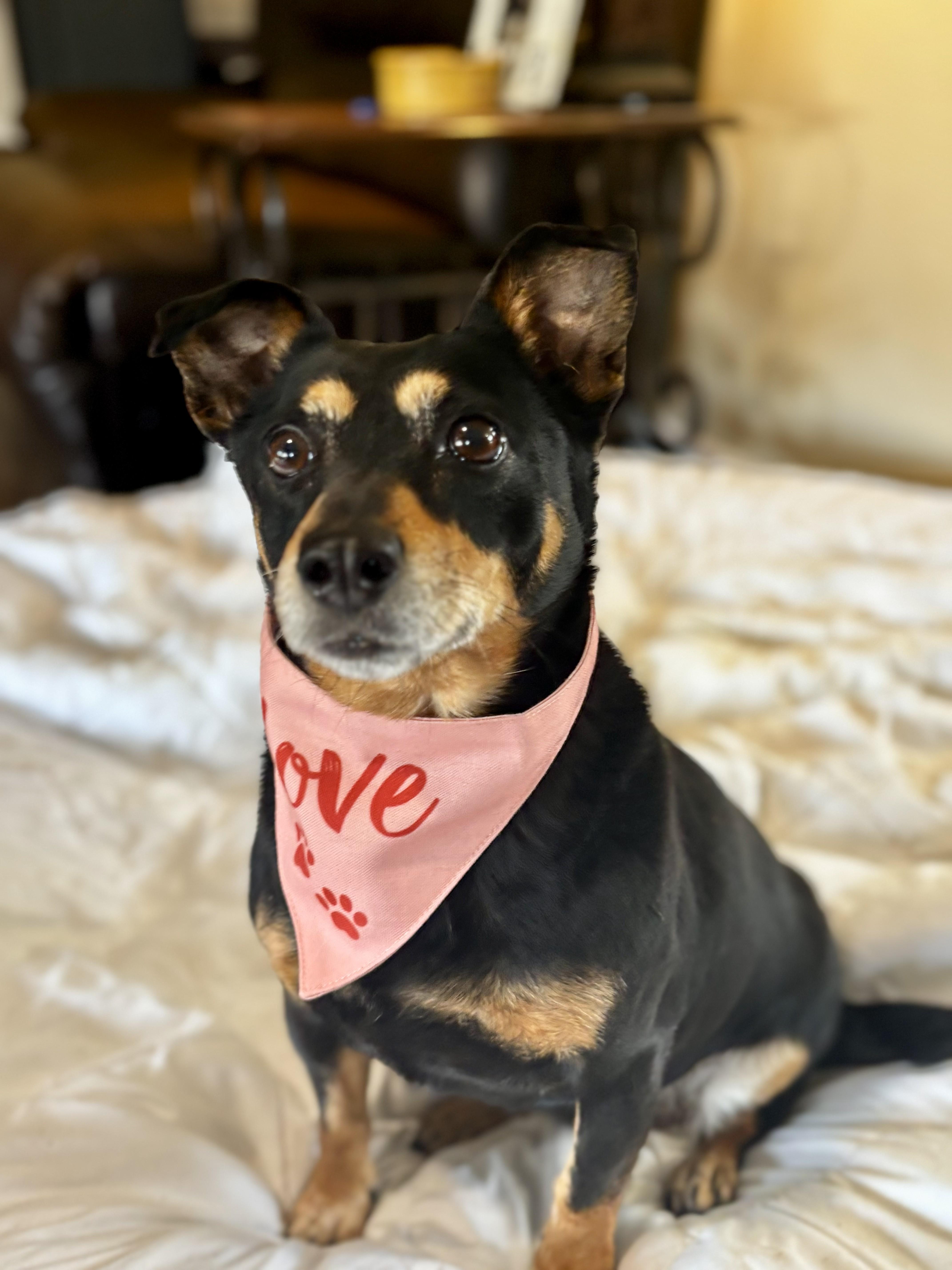 Enlarge Paxel, an adopted Mixed Breed in Joppa, AL image 1/5