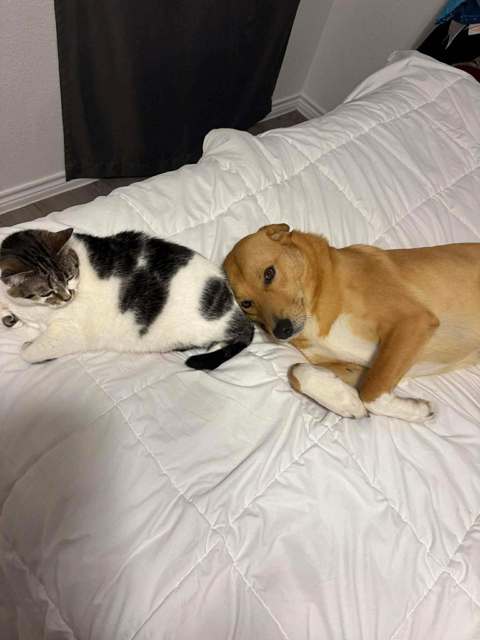 Enlarge Buddy, a ADOPTABLE mixed breed in Barkhamsted, CT image 4/6