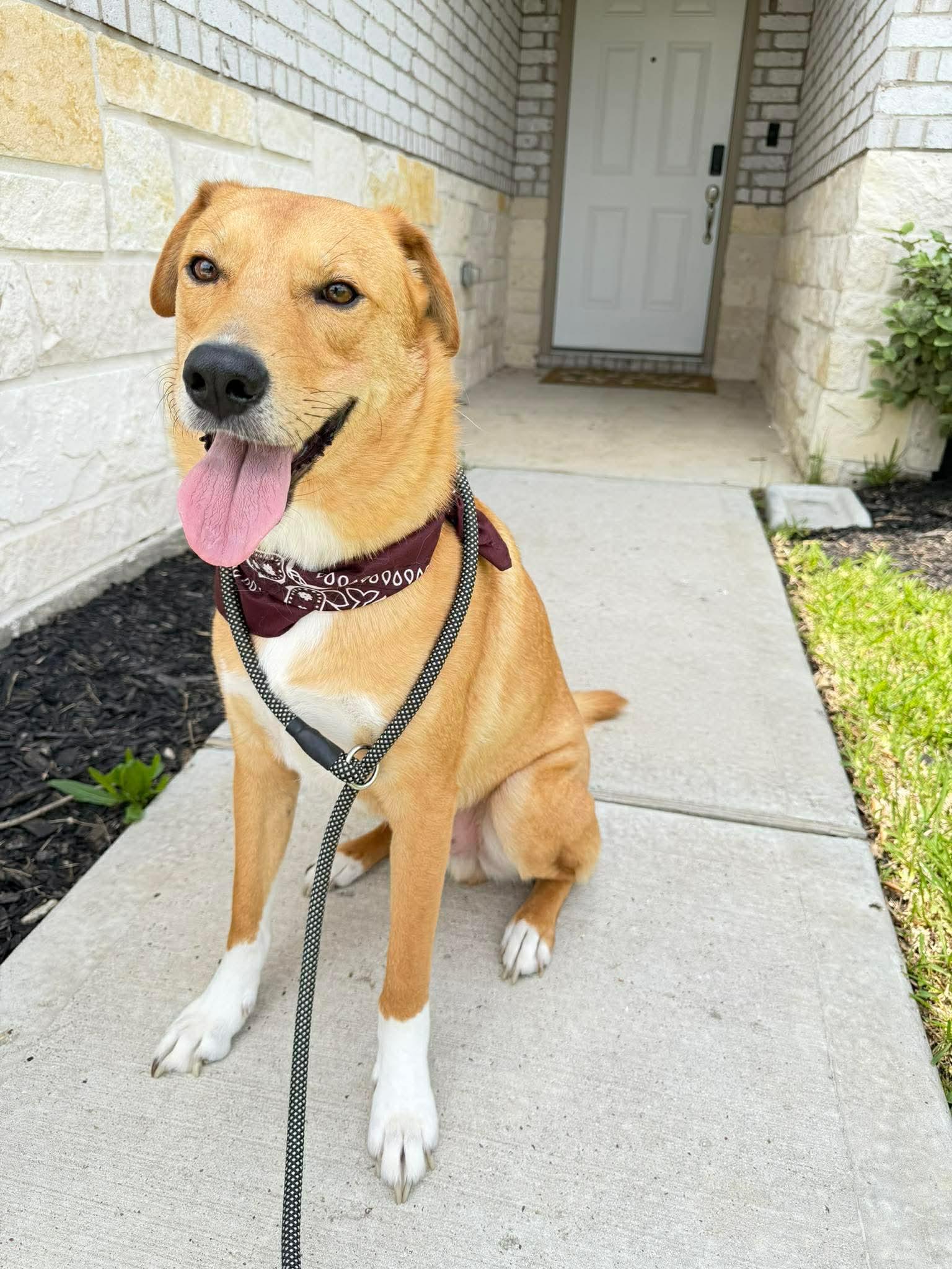 Enlarge Buddy, a ADOPTABLE mixed breed in Barkhamsted, CT image 1/6